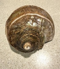 Antique Japanese Dual Dragon Carved Pearl Nautilus Shell Large-7” W X 4”T Rare