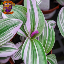 - Tradescantia Nanouk - Fantasy Venice Indoor Plant in 5.5Cm Pot