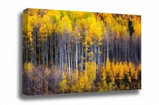 Aspen Trees Canvas: Colorado Rocky Mountains Autumn Forest Abstract Wall Art