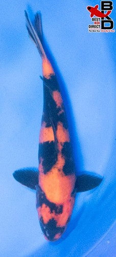 13" HI UTSURI (FEMALE) Live Koi Fish Garden Pond B4