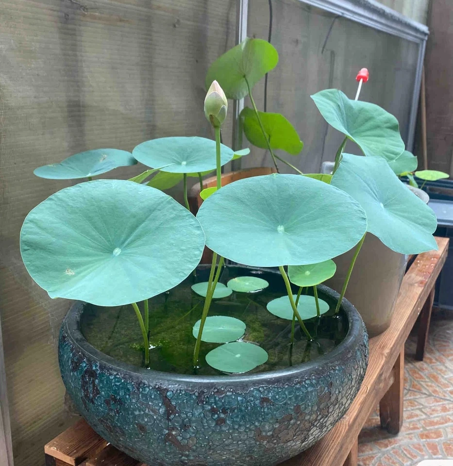 Aquatic Plants Lotus Seeds 15pcs Garden Bonsai Water Plant Seed - image 4 of 4