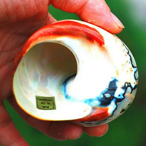 Natural Turban Shells Conch Coral Sea Snail Home Ornament Fish Tank Decoration - Picture 5 of 7