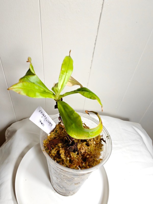 Nepenthes viking #19 x viking #35 – Rooted cutting