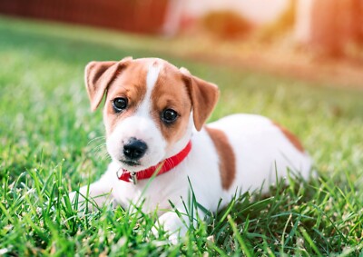 A3 Jack Russell Terrier Puppy Poster Size A3 Dog Cute Baby Poster Gift Ebay A3 Jack Russell Terrier Puppy Poster Size A3 Dog Cute Baby Poster Gift Ebay