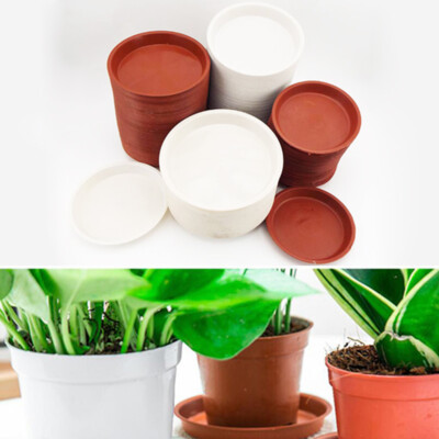 audrey ficus Ficus Audrey – Lichtenfelt's
