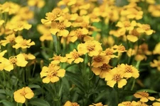 50+ Tarragon Seeds (Tagetes lucida) - Mexican Mint Medicinal Herb Spice & Flower