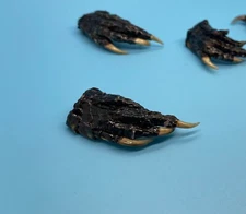Five Small Alligator Feet