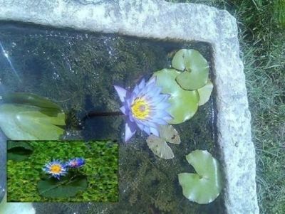 Blaue Seerose blühende Wasserpflanzen für den Teich Teichpflanzen Teichpflanze