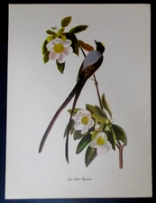 Fork-Tailed Flycatcher Vintage Audubon Birds of America Print Peterson 12" x 9"