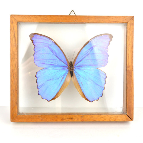 Vintage Blue Morpho Butterfly Framed Double Glass Insect Bug Wings Irridescent