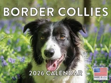Border Collie Calendar 2026 Monthly Wall Calender 12 Month 12x18