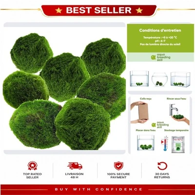 Boules de marimo Aquarium Lot de 7 Plantes Vivantes 3-4 cm - Photo 1/4