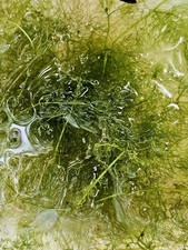Bladderwort (U. inflata) Live Floating Carnivorous Aquatic Plant BUY4'GET1' FREE