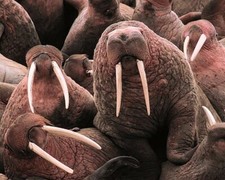 PACIFIC WALRUS AT CAPE PEIRCE WILDLIFE 11x14 GLOSSY PHOTO PRINT