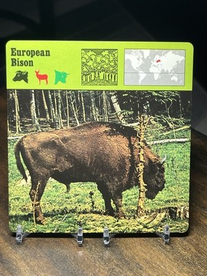 European Bison, 1976 Editions Recontre 4 3/4'' x 4 3/4'' Card