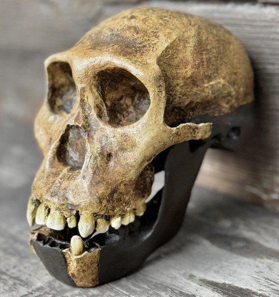 Australopithecus sediba 1:1 size