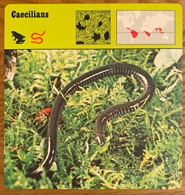 CAECILIANS, 1977 EDITIONS RECONTRE 4 3/4" x 4 3/4" CARD | eBay