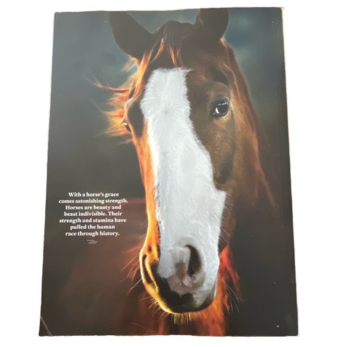 Life Horses The Worlds Most Beautiful Animal 2024 The Human - Horse Bond - Picture 6 of 8