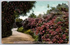 Gold of Ophir Roses in Prospect Park Redlands CA Vintage Postcard AA93