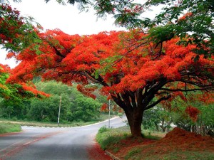 10 Red Royal Poinciana Delonix Regia Tropical Flamboyant Tree Seed T26 Combo S H Ebay