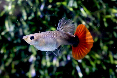 1 Female- Live Aquarium Guppy Fish High Quality - Flower HB Red