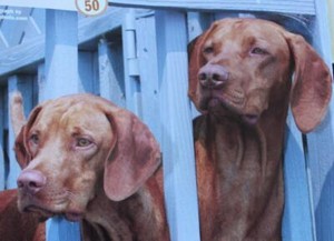 RARE & Collectible ~ VIZSLA Profile & Photos ~ DOG FANCY Magazine ~ October 2009