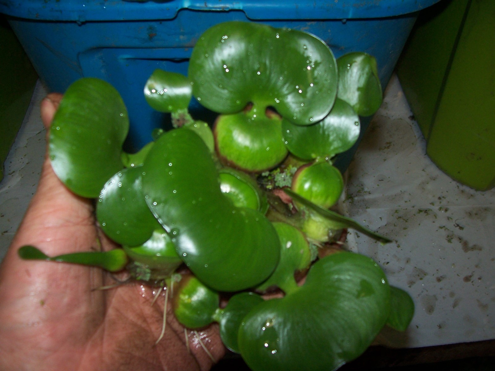 HELEN'S,WATER HYACINTH,POND,PLANT,BIOFILTER,100 ORGANIC GROWN,DEP AG PAOOO5DL eBay