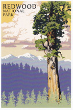 Redwood National Park California Art Poster Postcard