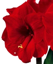 *Merry Christmas Amaryllis, Please check out our many other flowering bulbs here