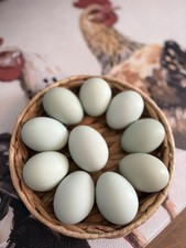  12 Blue layer chicken hatching eggs ermine opal legbar Easter egger pita pinta 
