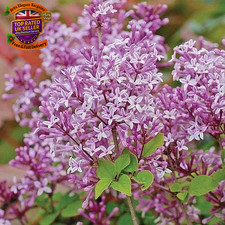Scented Purple Lilac Dwarf Standard Tree Flowers Hardy Shrub Outdoor Garden Pla