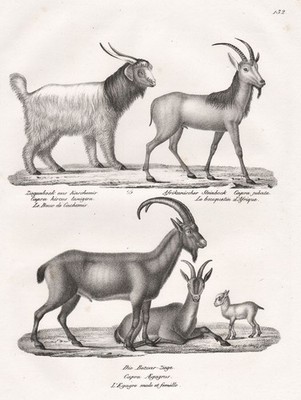 buck Ziegenbock goats wild Argali Wildziege Lithographie Brodtmann 1827