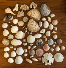 Seashell Collection 75+ Shells Sand Dollars Coral Crafts Beach Decor