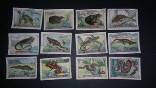 Reptilien Frösche Eidechsen Schlangen Amphibien Kohler Serie 9 Sammelbilder