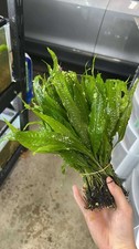 Java Fern Microsorum 7