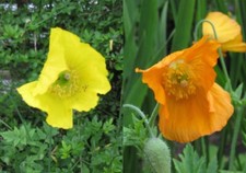 500+ Orange & Yellow mix Welsh Poppy Meconopsis Cambrica hardy wildflower seeds