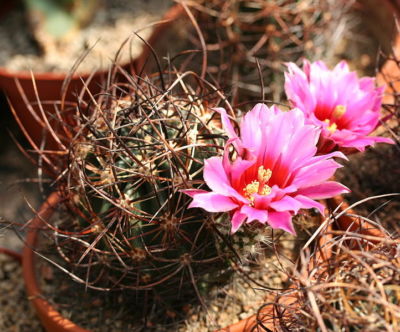 SAMEN wunderbare leuchtende rosa Blten der seltene Kaktee Kaktus  echinocactus | eBay
