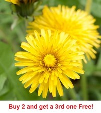 2,000 Dandelion seeds - Taraxacum Officinale