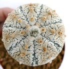 Astrophytum asterias cv SUPERKABUTO V-TYPE x SNOW V76 no copiapoa aztekium