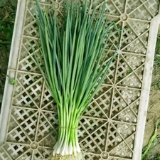 5gram / 1300pcs White Lisbon Bunching Green Onion Seeds for Four Seasons, 四季小葱种子