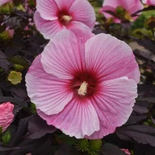STARRY STARRY NIGHT HIBISCUS GARDEN PERENAL - ORGANIC SEEDS (5)