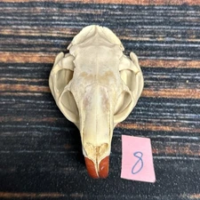 Real XL Nutria Skull Animal Mount unique Halloween Gift Odd Yard Art Decor Craft