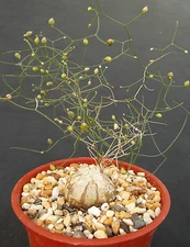 SCHIZOBASIS INTRICATA exotic rare caudex flower bonsai onion cactus seed 5 seeds