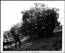 A Man Picking A Grapefruit From A Grapefruit Tree Redlands 1910 Ca - Old Photo