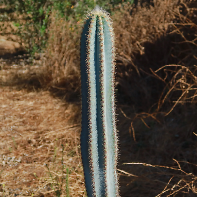 Brazilian Blue Cactus - Blue Columnar Cactus 'Pilosocereus azureus