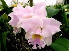 Bc Anita Gierok ‘Newberry’ x Pot Clouds Creek ‘Pastel Beauty’ AM/AOS 3B35