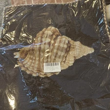 New Brown Seashell Needlepoint Pillow Cover 21” Vintage Wool Handmade Case Only