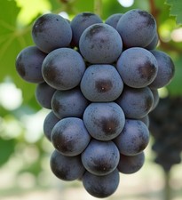 Kyoho Grape Seedss Vitis vinifera x labrusca for Planting