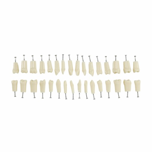 NISSIN 200 Style Dental Typodont Model 32 Removable Teeth Restoration Practice - Picture 22 of 28