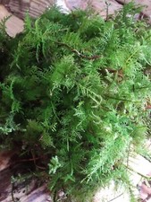 Sustainably Harvested Live Fern Moss Thuidium Tamariscinum 25 cm x 25 cm